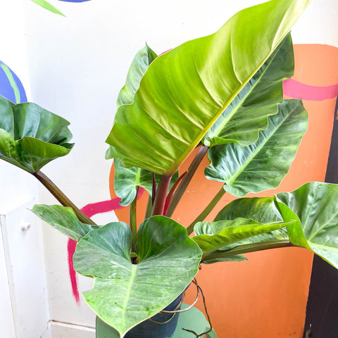 Philodendron melinonii - Sprouts of Bristol