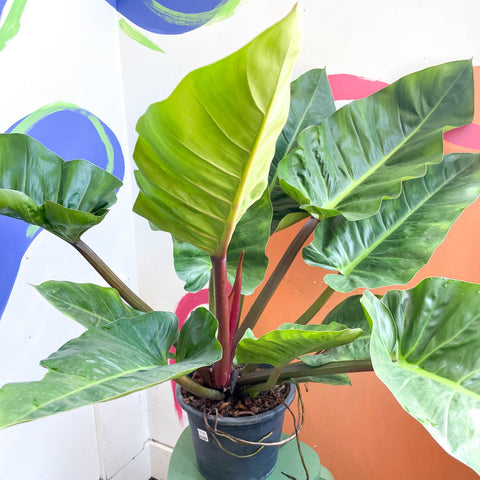 Philodendron melinonii - Sprouts of Bristol