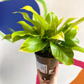 Philodendron 'Moonshine' - British Grown - Sprouts of Bristol