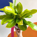 Philodendron 'Moonshine' - British Grown - Sprouts of Bristol