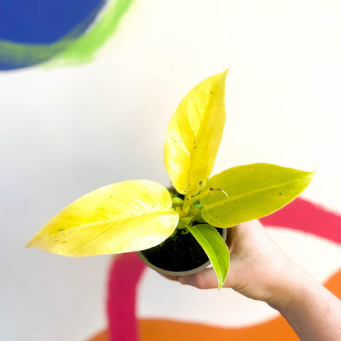 Philodendron 'Moonshine' - British Grown - Sprouts of Bristol