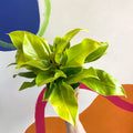 Philodendron 'Moonshine' - British Grown - Sprouts of Bristol