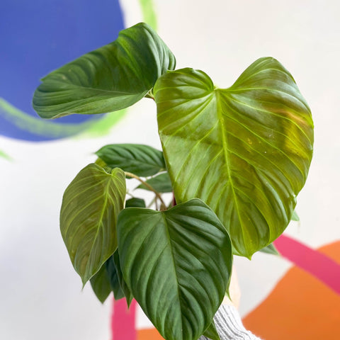 Philodendron nangaritense 'Fuzzy Petiole' - Sprouts of Bristol