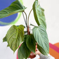 Philodendron nangaritense 'Fuzzy Petiole' - Sprouts of Bristol