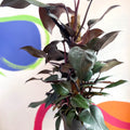 Philodendron 'New Red' - Sprouts of Bristol