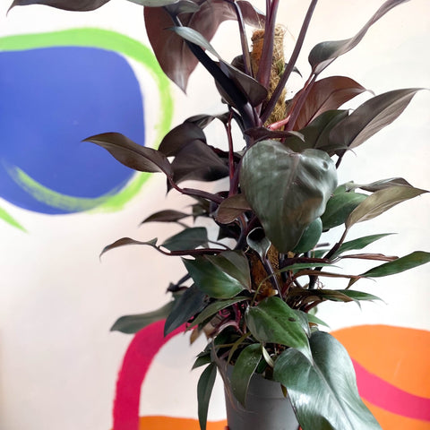 Philodendron 'New Red' - Sprouts of Bristol