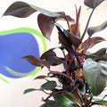 Philodendron 'New Red' - Sprouts of Bristol