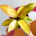 Philodendron 'Orange Princess' / Prince of Orange - Sprouts of Bristol