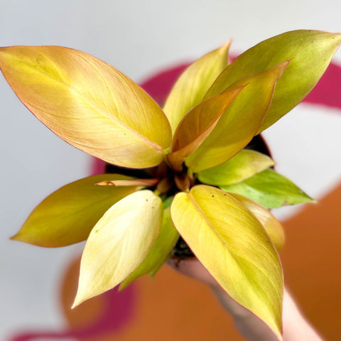 Philodendron 'Orange Princess' / Prince of Orange - Sprouts of Bristol