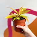 Philodendron 'Orange Princess' / Prince of Orange - Sprouts of Bristol