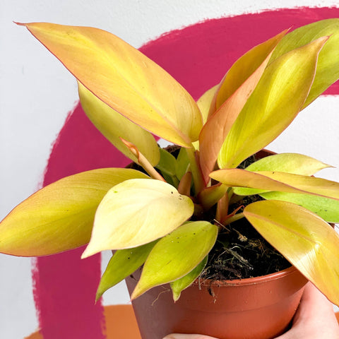 Philodendron 'Orange Princess' / Prince of Orange - Sprouts of Bristol