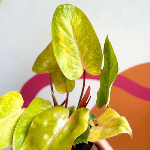 Philodendron 'Painted Lady' - Sprouts of Bristol