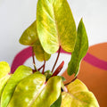 Philodendron 'Painted Lady' - Sprouts of Bristol