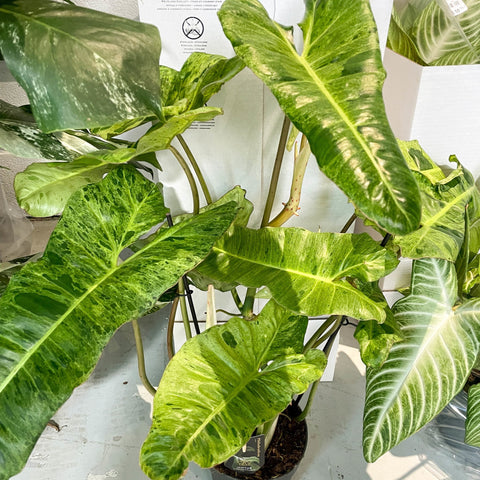 Philodendron 'Paraiso Verde' - Sprouts of Bristol