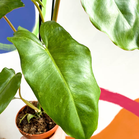 Philodendron 'Paraiso Verde' - Sprouts of Bristol