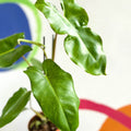 Philodendron 'Paraiso Verde' - Sprouts of Bristol