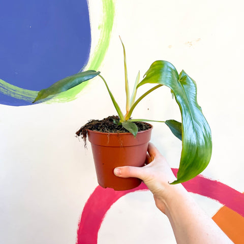 Philodendron pedatum 'Glad Hands' - Sprouts of Bristol