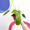 Philodendron pedatum 'Glad Hands' - Sprouts of Bristol