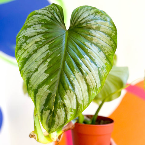 Philodendron 'Plowmanii' - Sprouts of Bristol
