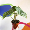 Philodendron 'Plowmanii' - Sprouts of Bristol