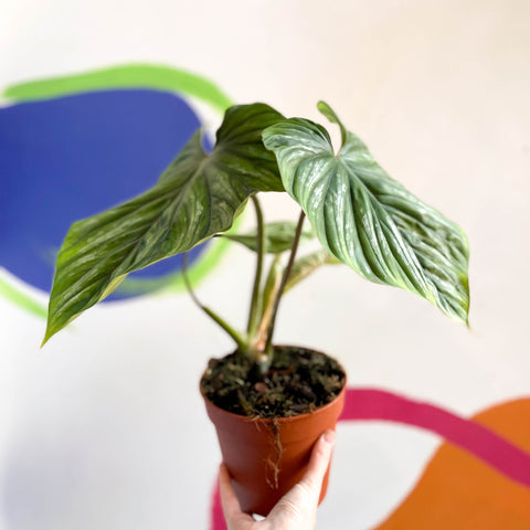 Philodendron 'Plowmanii' - Sprouts of Bristol