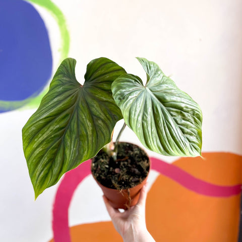 Philodendron 'Plowmanii' - Sprouts of Bristol