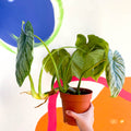 Philodendron 'Plowmanii' - Sprouts of Bristol