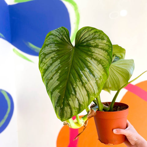 Philodendron 'Plowmanii' - Sprouts of Bristol
