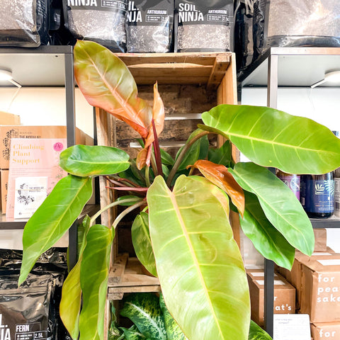 Philodendron 'Prince of Orange' - Sprouts of Bristol