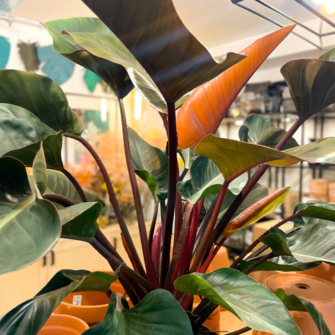 Philodendron 'Red Beauty' - Sprouts of Bristol