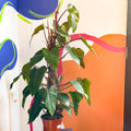 Philodendron 'Red Emerald' - Sprouts of Bristol