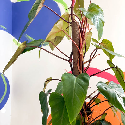 Philodendron 'Red Emerald' - Sprouts of Bristol