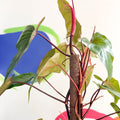 Philodendron 'Red Emerald' - Sprouts of Bristol