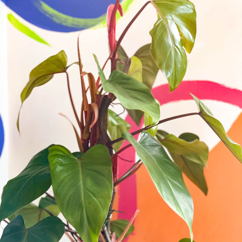 Philodendron 'Red Emerald' - Sprouts of Bristol