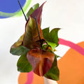Philodendron 'Red Sunlight' - Sprouts of Bristol