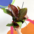 Philodendron 'Red Sunlight' - Sprouts of Bristol