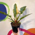 Philodendron 'Ring of Fire' - Sprouts of Bristol