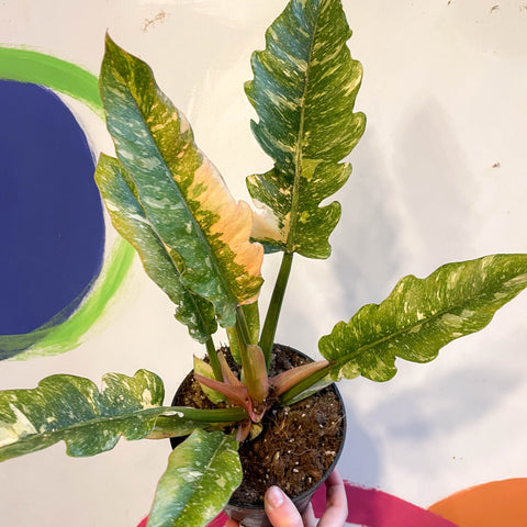 Philodendron 'Ring of Fire' - Sprouts of Bristol