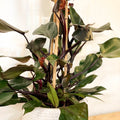Philodendron 'Ruby' - Sprouts of Bristol