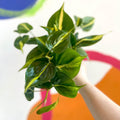 Philodendron scandens 'Brasil' - British Grown - Sprouts of Bristol