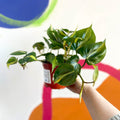 Philodendron scandens 'Brasil' - British Grown - Sprouts of Bristol