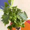 Philodendron 'Shangri La' - Sprouts of Bristol