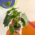 Philodendron 'Shangri La' - Sprouts of Bristol