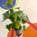 Philodendron 'Shangri La' - Sprouts of Bristol
