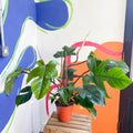 Philodendron squamiferum - Sprouts of Bristol