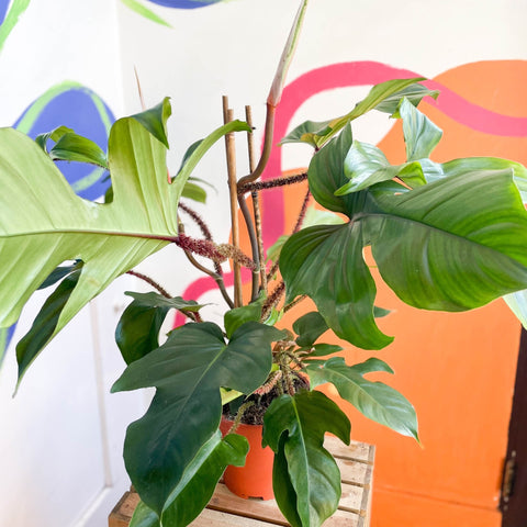 Philodendron squamiferum - Sprouts of Bristol