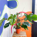 Philodendron squamiferum - Sprouts of Bristol