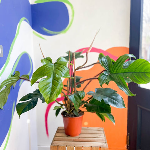 Philodendron squamiferum - Sprouts of Bristol
