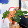Philodendron squamiferum - Sprouts of Bristol