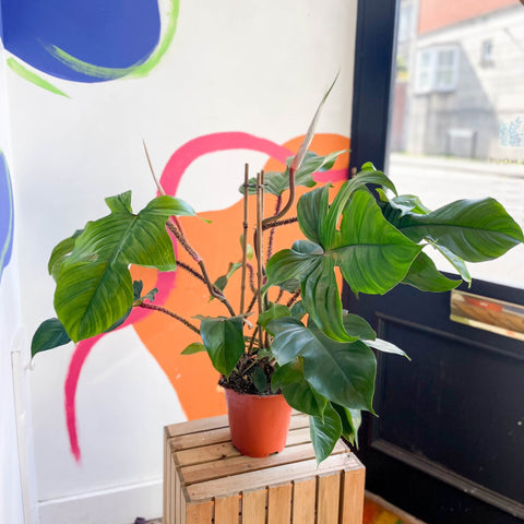 Philodendron squamiferum - Sprouts of Bristol